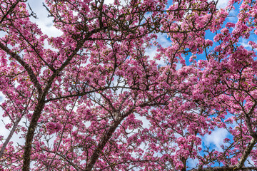 Apple tree branches in full bloom with vibrant pink colored flowers