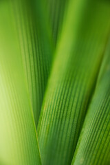 Wall Mural - nature of green leaf in garden at summer. natural green leaves plants using as spring background cov