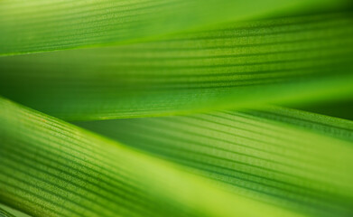 Wall Mural - nature of green leaf in garden at summer. natural green leaves plants using as spring background cov