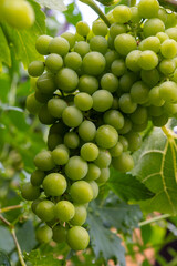 Wall Mural - Riesling white wine grapes plant growing on hilly vineyard in Germany unripe grapes close up