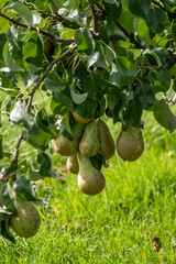 Canvas Print - Green organic orchards with rows of Conference  pear trees with ripening fruits in Betuwe, Gelderland, Netherlands