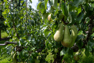 Green organic orchards with rows of Conference  pear trees with ripening fruits in Betuwe, Gelderland, Netherlands