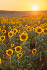 sunflower field in the morning, Sunflowers at sunset. 