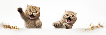 Jumping Moment, Two Scottish Fold Cats On White Background Jumping Moment, Scottish Fold Cats, White Background, Surprise, Cuteness, Playful Mood, Friendship