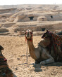 Panoramic portrait of a camel or dromedary sitting on the sand in the middle of the desert. In the background you can see the pyramids of Giza, including Cheops, Chephren and Mykerinos and mastabas.