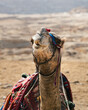 Close-up portrait of the face of a camel or dromedary sitting on the sand in the middle of the desert. In the background are the Pyramids of Giza, including Cheops, Chephren and Mykerinos.