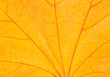 close up of maple tree leaf texture