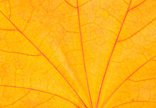 Close Up Of Maple Tree Leaf Texture