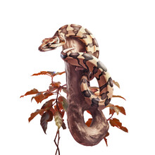 Boa Constrictor Hanged On Tree Over 