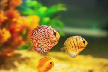 Wall Mural - Pompadour fish swimming in aquarium. Red Symphysodon discus, side view