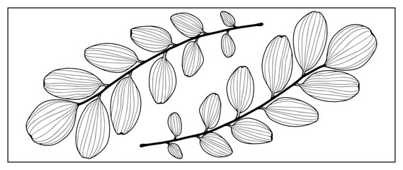 Canvas Print - Black outline of two tender branches with leaves on a white background. Branches for coloring, creating various designs, patterns, covers, cards and presentations.