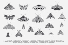 Butterflies And Moths. Set Of Elements For Design. Vector Vintage Classic Illustration. Black And White