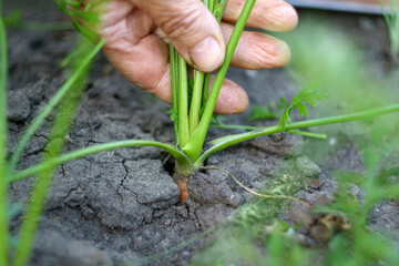 Wall Mural - Harvesting carrot season in the garden. Autumn work. Selective focus. Food.