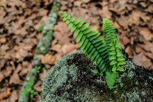 Fern Growing On A Fallen Tree Trunk In The Forest, Natural Background