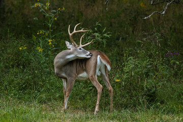 Wall Mural - whitetail buck grooming itself