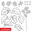 Set of outline Bergenia flower, buds and leaves in black isolated on white background. 