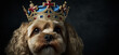 A dog wearing a royal crown on a black background