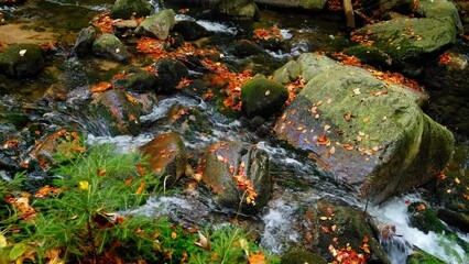Wall Mural - Cascades of a forest stream among stones covered with moss. Nature landscape, stock footage 4k