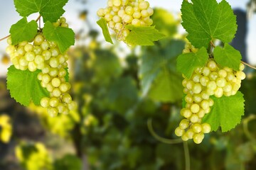 Sticker - A bunch of fresh ripe grapes in a vineyard