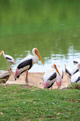 Wall Mural - The Painted Stork bird (Mycteria leucocephala) in garden