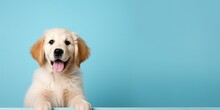 Portrait Of A Happy Goldne Retriever Dog Puppy On A Light Blue Background With Space For Text