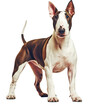 red and white dog bull terrier looking at the camera