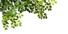 Cutout Tropics Green Leaves Foreground On Transparent Backgrounds 3d Rendering Png
