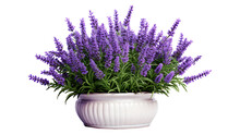 Lavender Flowers With Pot Isolated On Transparent Background. Lavender Flower Png
