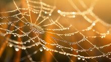 Morning Dew Delicately Adorning A Spider Web