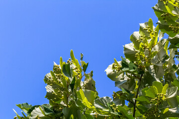 Poster - Tilleul sur fond de ciel bleu