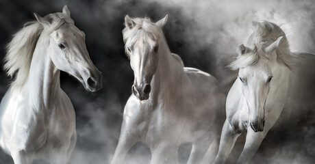 Wall Mural - White horse herd portrait in smoke