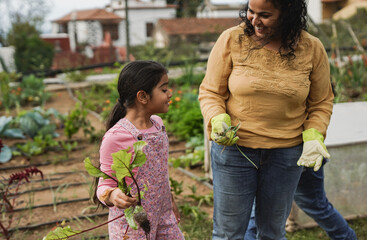 Happy indian mother having fun gardening with little daughter while picking up fresh beetroot - Harvest,organic food and education concept