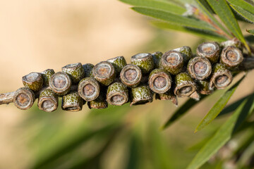 Sticker - Graines de callistemon