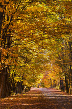 Tree Lined Dirt Road In Autumn; Warden, Quebec, Canada