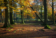 Longshaw Estate And Sunlight Under The Trees; Derbyshire England