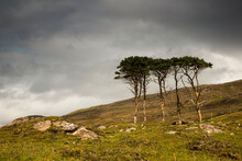 Small Trees Stand In A Rugged Field Of Grass And Rock Under A Cloudy Sky; Applecross Peninsula Scotland