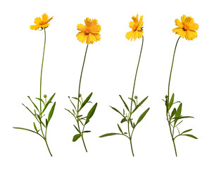 Wall Mural - Four yellow flower of Lanceleaf Coreopsis  in different angles. Set of elements for creating design, postcards, patterns, floral arrangement, wedding cards and invitation. 