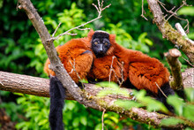 Red Ruffed Lemur Is Hanging On The Tree