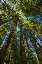 Douglas fir trees in carmanah walbran provincial park; British columbia canada