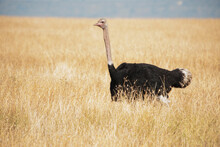 Ostrich (struthio Camelus) In The Grass; Maasai Mara Kenya