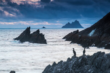 Cormorants On The Rocks; Iveragh Peninsula, County Kerry, Ireland
