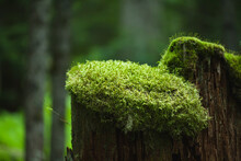 A Moss Cap Covers The Top Of An Old Tree Stump; British Columbia, Canada