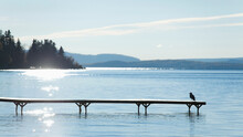 Bird Sitting On A Dock On Lake Superior; Thunder Bay, Ontario, Canada