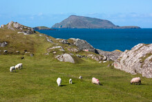 Sheep Grazing In A Grassy Field On Lambs Head; County Kerry, Ireland