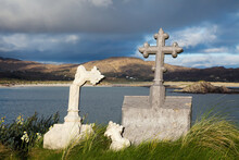 Abbey Island Graveyard With Lambs Head In The Background; County Kerry, Ireland