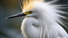 An Image Of A Snowy Egret With Its Elegant Plumes On Display