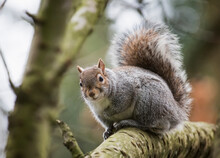 A Grey Squirrel In A Tree; Middlesborough Teeside England