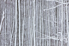 Fresh Falling Snow Covers Trees; Caledon, Ontario, Canada