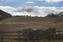 Snow Covered Cheviot Hills With Sheep Grazing On A Grass Field In The Foreground; Northumberland, England