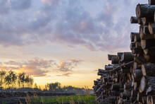 Logs Are Piled In A Clearing For New Construction In Alberta; British Columbia, Canada